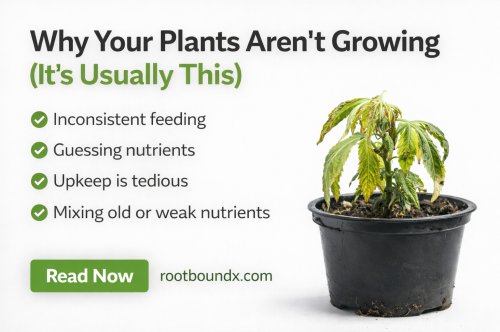 Why Your Plants Aren’t Growing
